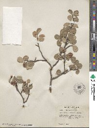 Amelanchier utahensis image