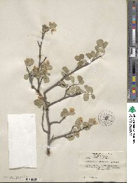 Amelanchier utahensis image