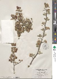 Amelanchier utahensis image