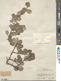 Amelanchier utahensis image