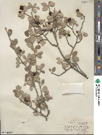 Amelanchier utahensis image