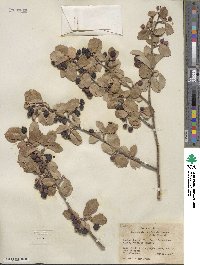 Amelanchier utahensis image