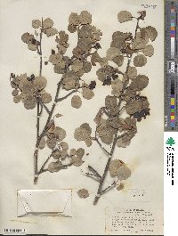 Amelanchier utahensis image