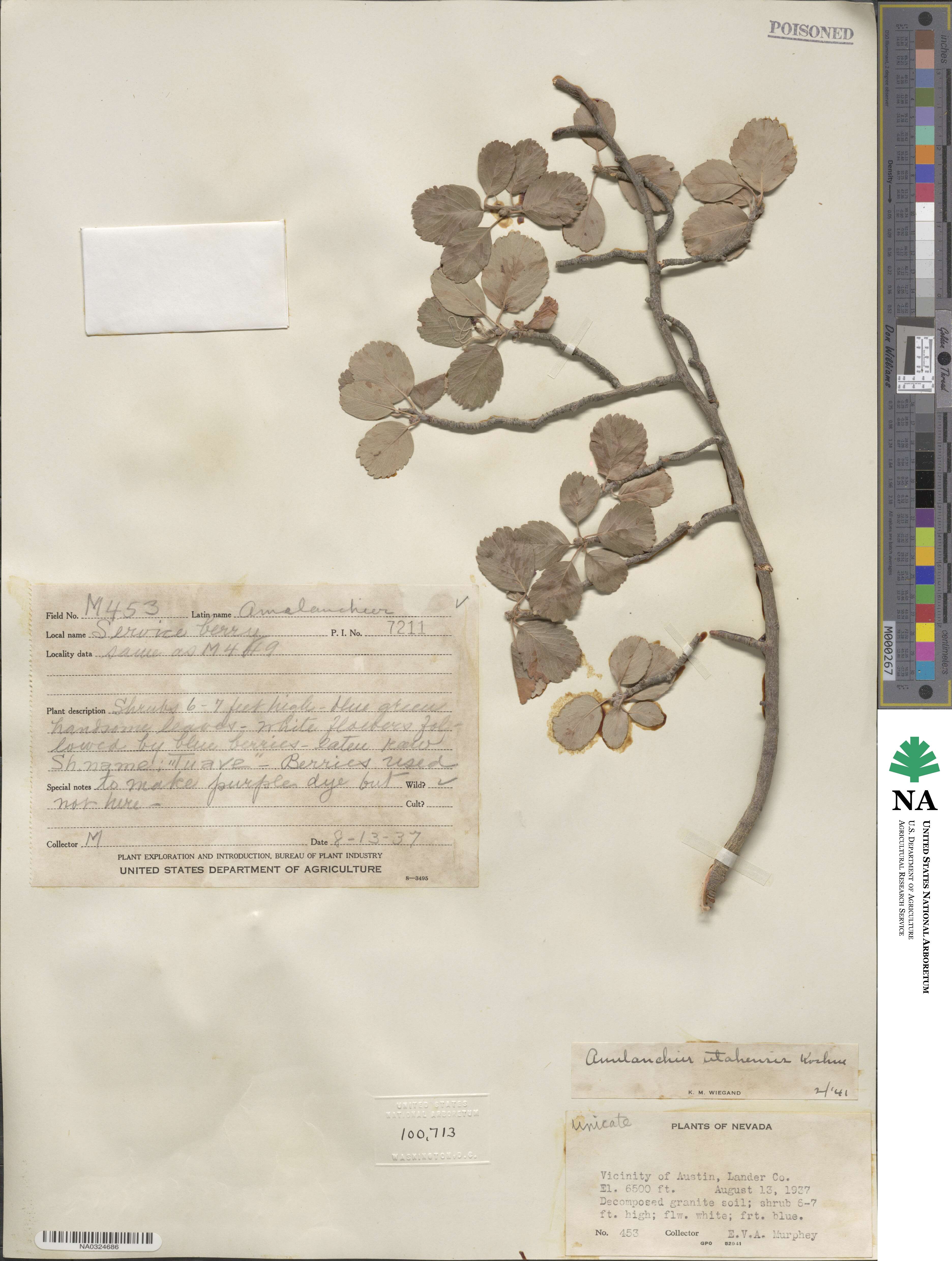 Amelanchier utahensis image