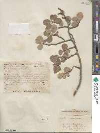 Amelanchier utahensis image