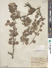 Amelanchier utahensis image