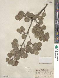 Amelanchier utahensis image