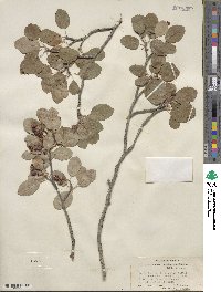 Amelanchier utahensis image