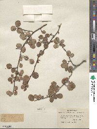 Amelanchier utahensis image