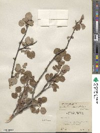 Amelanchier utahensis image