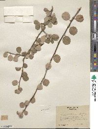 Amelanchier utahensis image