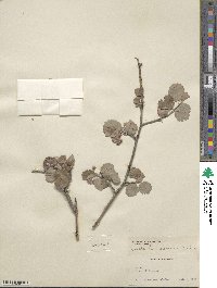 Amelanchier utahensis image