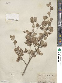 Amelanchier utahensis image