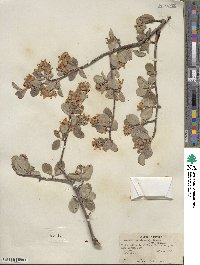 Amelanchier utahensis image