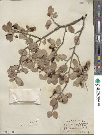 Amelanchier utahensis image