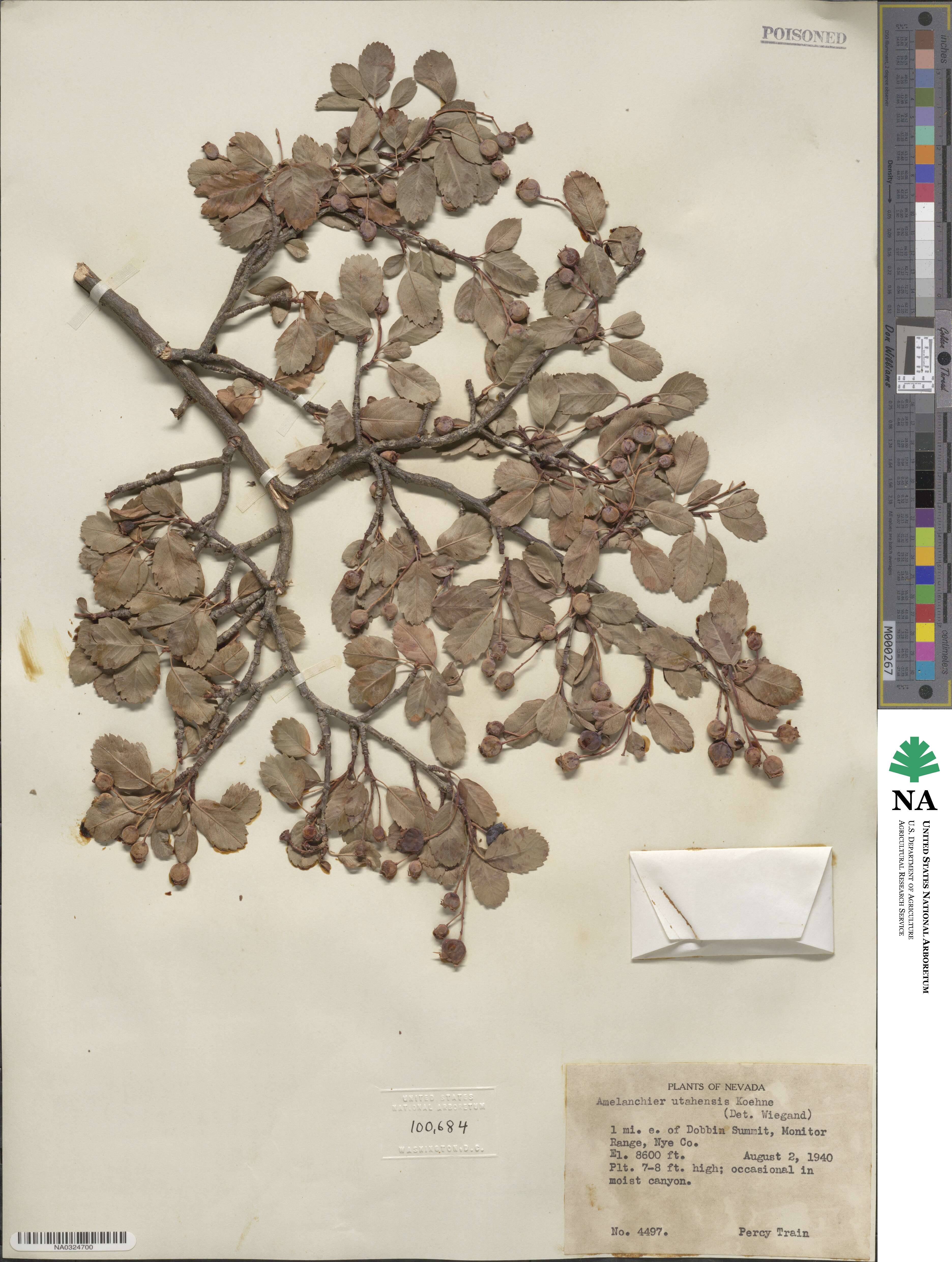 Amelanchier utahensis image