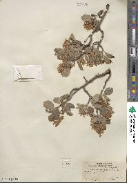 Amelanchier utahensis image