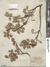 Amelanchier utahensis image