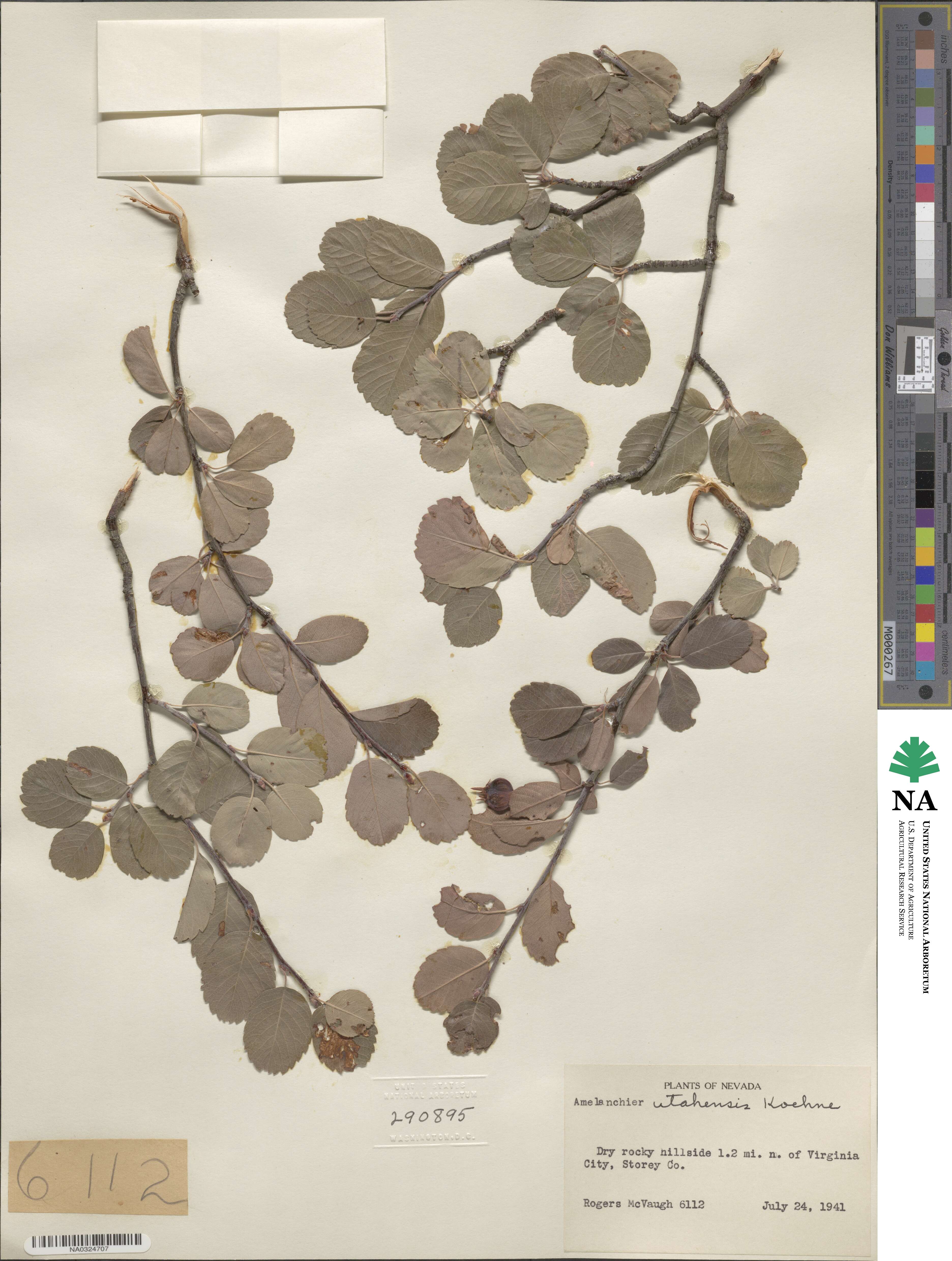 Amelanchier utahensis image