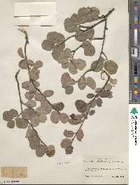 Amelanchier utahensis image