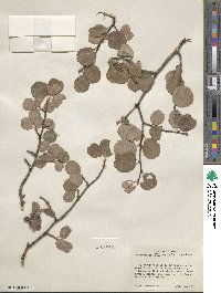 Amelanchier utahensis image