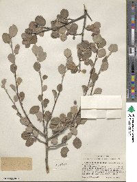 Amelanchier utahensis image