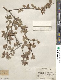 Amelanchier utahensis image