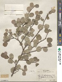 Amelanchier utahensis image