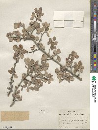 Amelanchier utahensis image