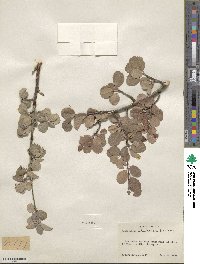 Amelanchier utahensis image