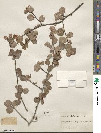 Amelanchier utahensis image