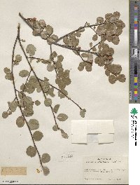 Amelanchier utahensis image