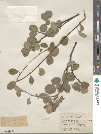 Amelanchier utahensis image