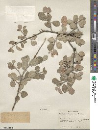 Amelanchier utahensis image