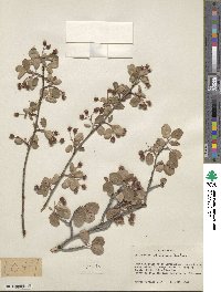 Amelanchier utahensis image