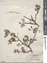 Amelanchier utahensis image