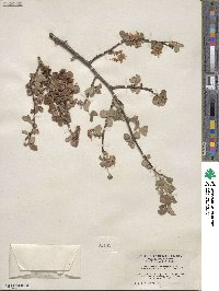 Amelanchier utahensis image