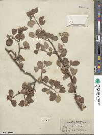 Amelanchier utahensis image