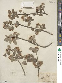 Amelanchier utahensis image