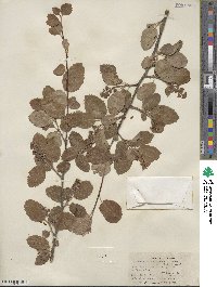 Amelanchier utahensis image