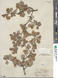 Amelanchier utahensis image