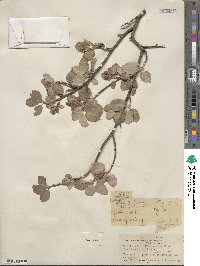 Amelanchier utahensis image