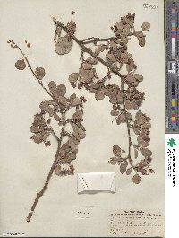 Amelanchier utahensis image