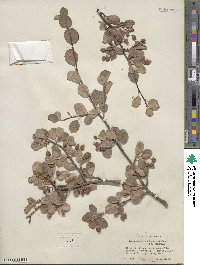 Amelanchier utahensis image