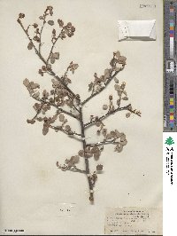 Amelanchier utahensis image