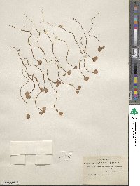 Amelanchier utahensis image