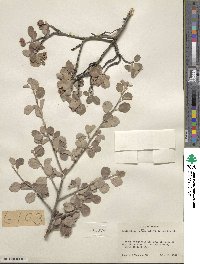 Amelanchier utahensis image