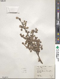 Amelanchier utahensis image