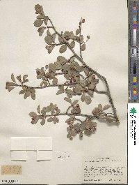 Amelanchier utahensis image