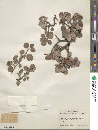 Amelanchier utahensis image